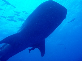 �W���x�C�摜13