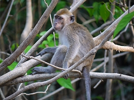 シパダン・ジャングル 澤田様画像1