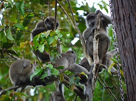 シパダン・ジャングル 澤田様画像2