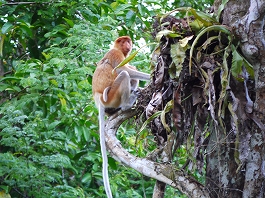 シパダン・ジャングル 澤田様画像3