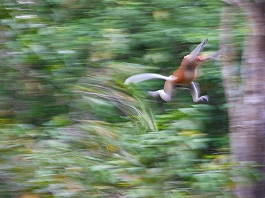 シパダン・ジャングル 澤田様画像4