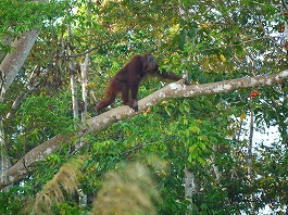 シパダン・ジャングル 澤田様画像5