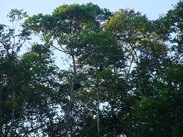 シパダン・ジャングル 画像15