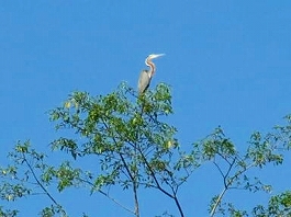 シパダン・ジャングル 画像18