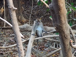 シパダン・ジャングル 画像5