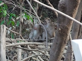 シパダン・ジャングル 画像6