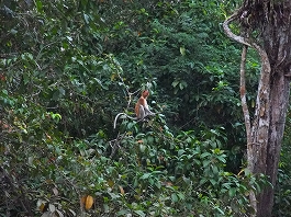 シパダン・ジャングル 画像7