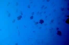 �����f�B�u�N���[�Y�c�A�[�摜����5