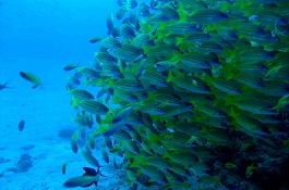 �����f�B�u�N���[�Y�c�A�[�摜����6