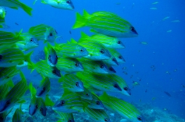 �����f�B�u�N���[�Y�c�A�[�摜����7