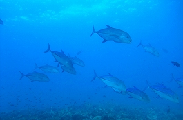 �����f�B�u�N���[�Y�c�A�[�摜����10