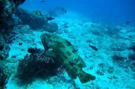 �����f�B�u�N���[�Y�c�A�[�摜����12