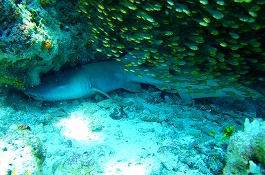 �����f�B�u�N���[�Y�c�A�[�摜����13