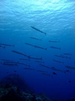 パラオツアー画像11