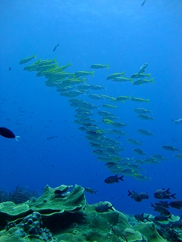 パラオツアー画像14