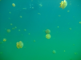 パラオツアー画像18