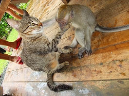 パラオツアー画像24