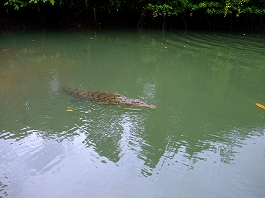 パラオツアー画像28