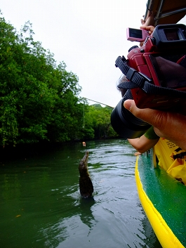 パラオツアー画像29