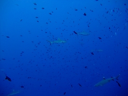 パラオツアー画像4