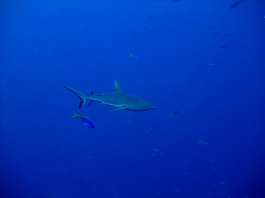 パラオツアー画像5