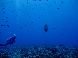 パラオツアー画像6