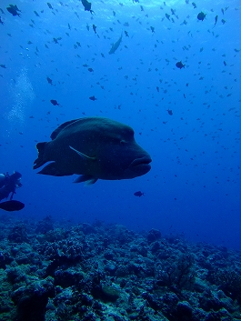 パラオツアー画像7