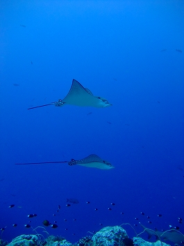 パラオツアー画像8