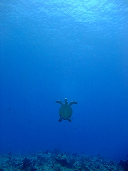 パラオツアー画像9