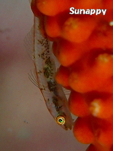 �runappy�o�������� 