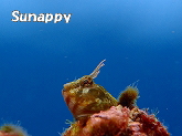 �runappy�o�������� 