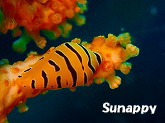 sunappy�t�H�g