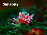 sunappy�t�H�g