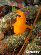 ���������������t�H�g