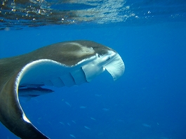 久米島ツアー画像5