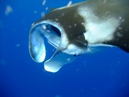 久米島ツアー画像6