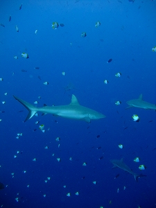 パラオツアー画像6