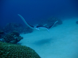 パラオツアー画像8