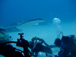 パラオツアー画像9