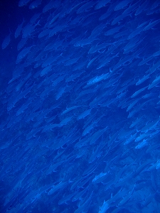 �A���i�c�A�[�摜4