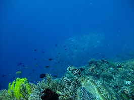 �A���i�c�A�[�摜7