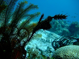 �A���i�c�A�[�摜10