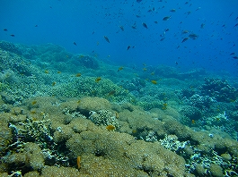 �A���i�c�A�[�摜11