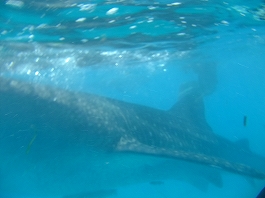 モアルボアル画像4