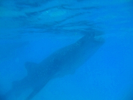 モアルボアル画像5