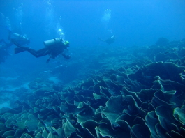 パラオツアー画像12