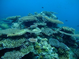 パラオツアー画像13