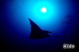 パラオツアー画像8