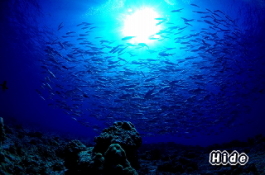 パラオツアー画像9