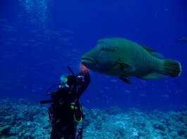 パラオツアー画像2